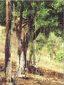 manna-04