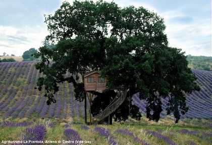 casa_albero
